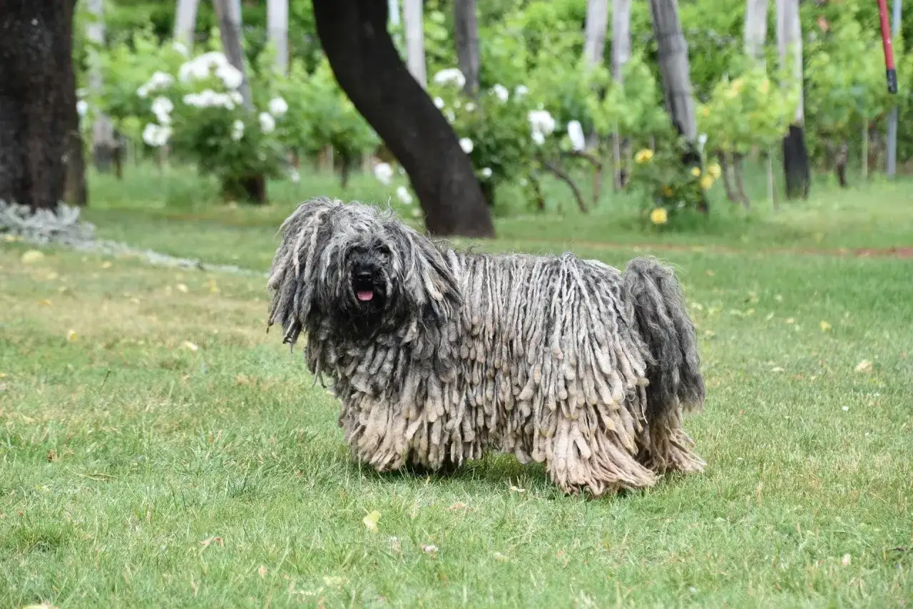 Un pastore ungherese con folti dreadlocks si erge sull'erba verde, con un vigneto sullo sfondo.