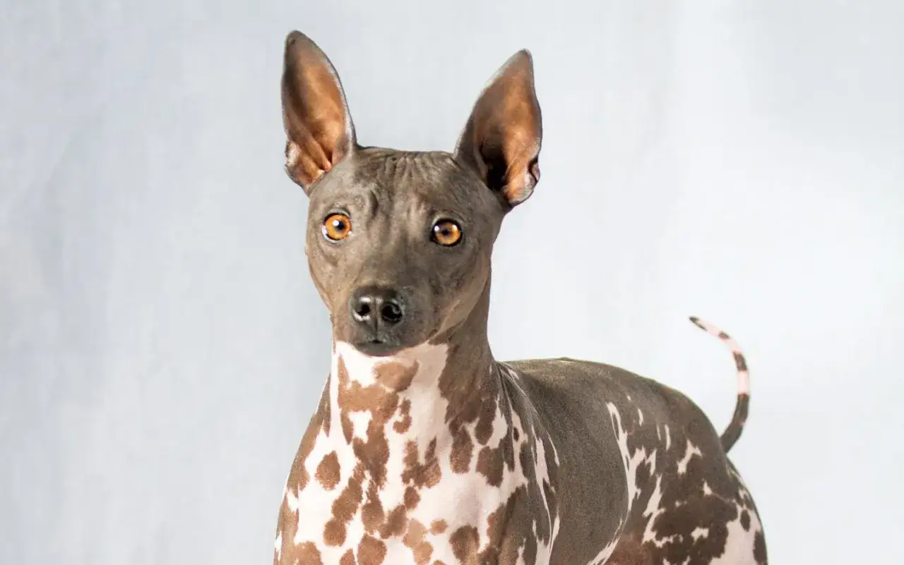 Un American Hairless Terrier con macchie marroni e bianche, occhi ambrati e grandi orecchie dritte.