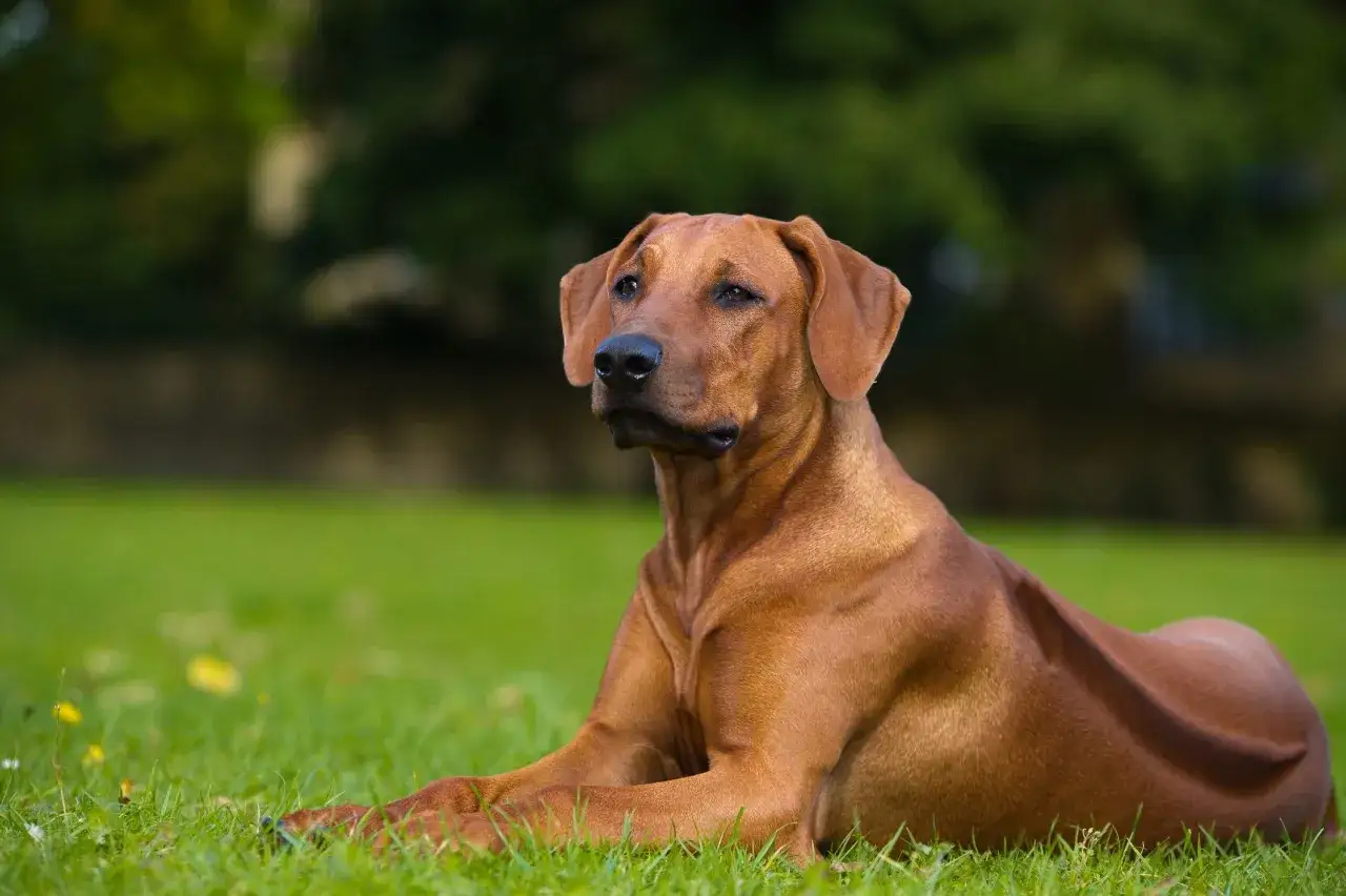 Un maestoso Rhodesian Ridgeback, con il suo sguardo attento, riposa sull'erba. Nonostante la sua imponente presenza, questo cane non &egrave; intrinsecamente pericoloso.
