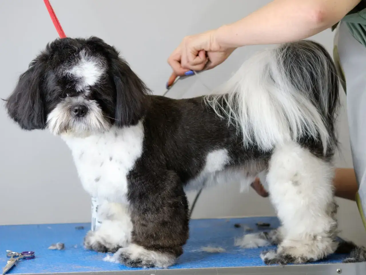 Un adorabile shih tzu nero e bianco viene tosato da un toelettatore.