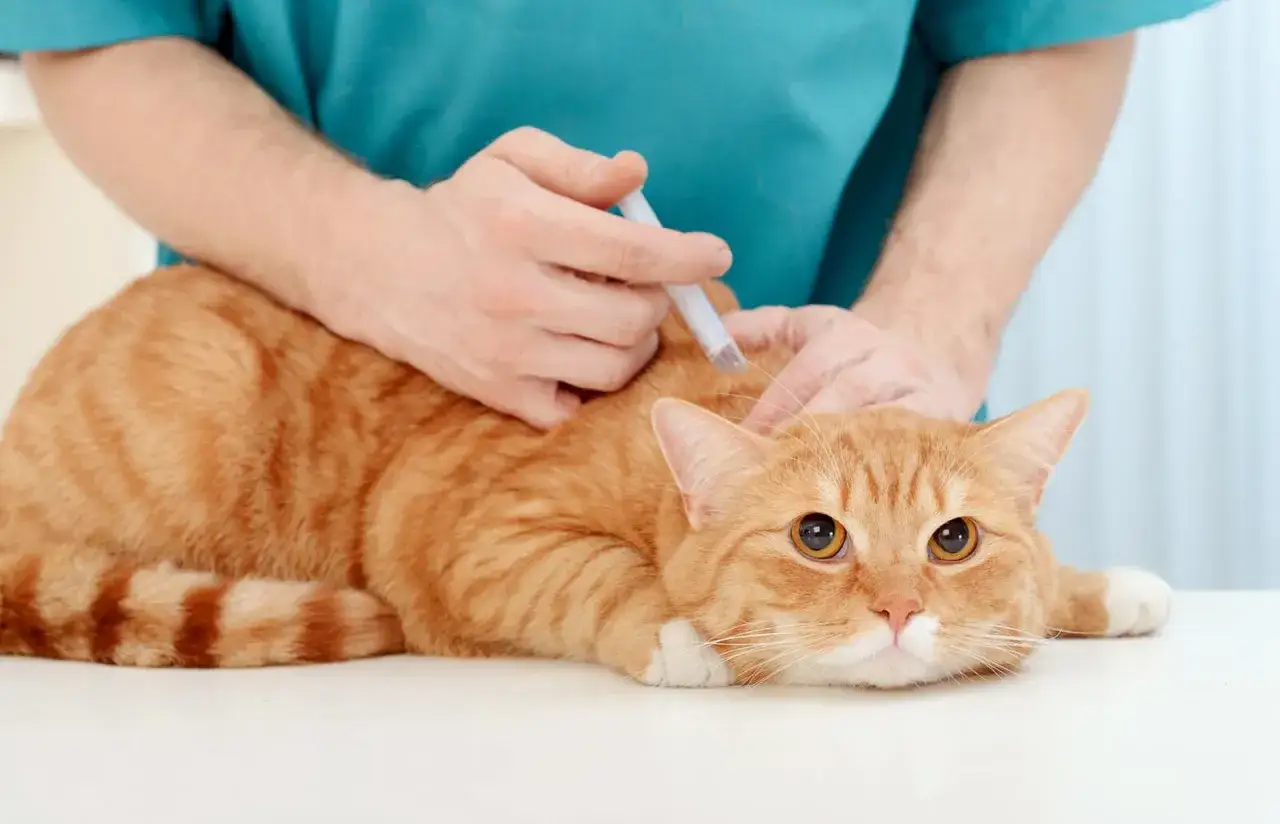 Un veterinario somministra un vaccino a un gatto arancione. Si discute del vaccino gatto effetti collaterali.