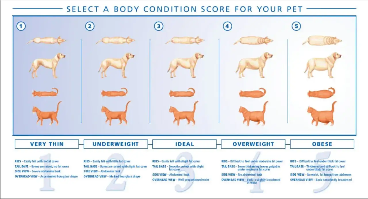 Guida per valutare quanto pesa un gatto, con illustrazioni di gatti e cani in diverse condizioni corporee, da molto magro a obeso.