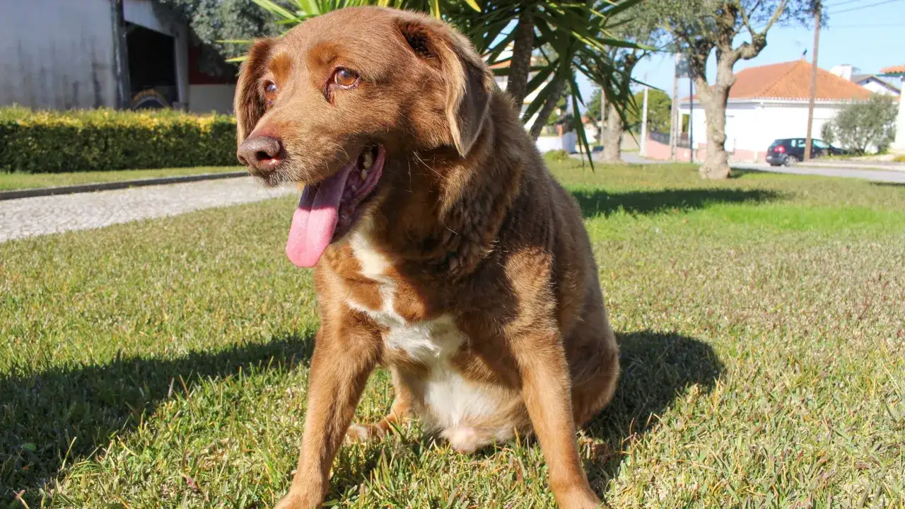 Un cane marrone con la lingua fuori, forse il cane più vecchio del mondo, seduto sull'erba verde sotto il sole.