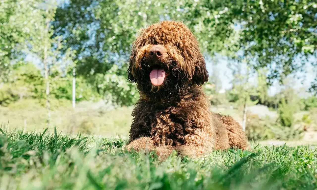 Un cane d'acqua spagnolo marrone con pelo riccio e lingua fuori, sdraiato sull'erba verde sotto alberi rigogliosi.