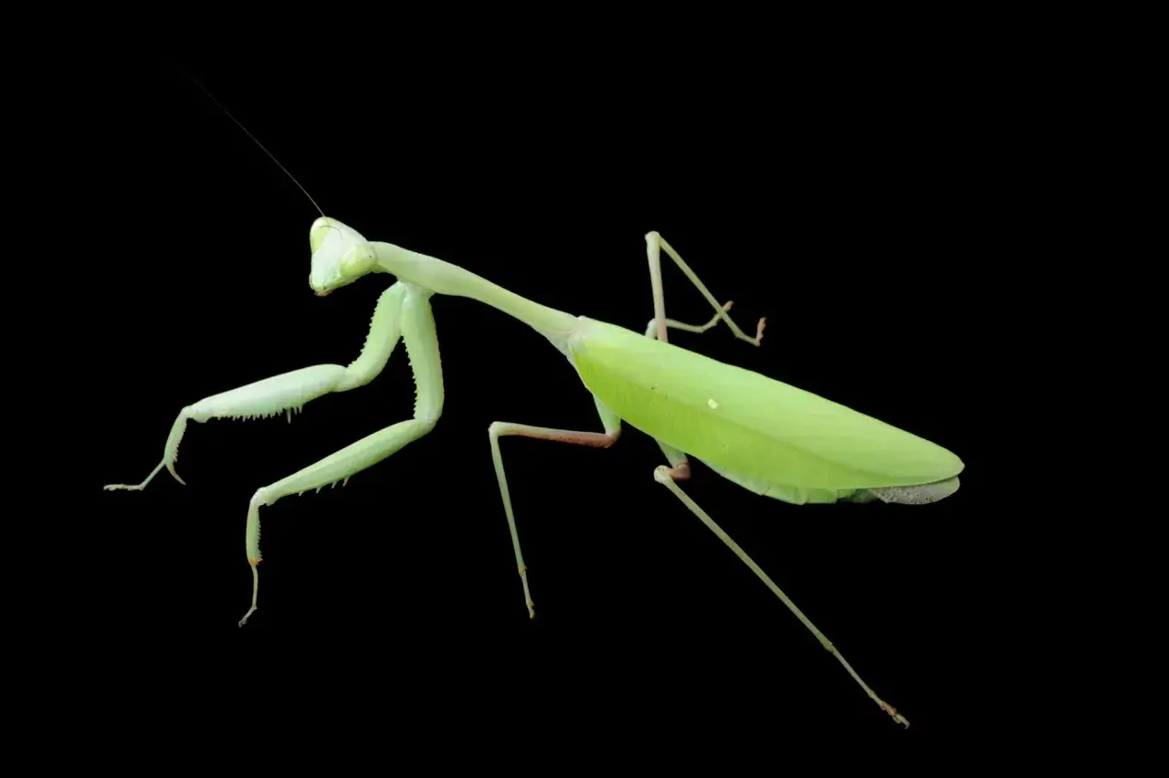 Una preghiera verde, ierodula, si staglia su sfondo nero, pronta a cogliere la preda con le sue zampe artigliate.