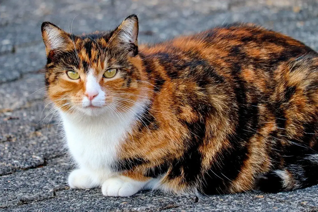 Un magnifico gatto tricolore con occhi verdi penetranti, seduto su un terreno grigio.
