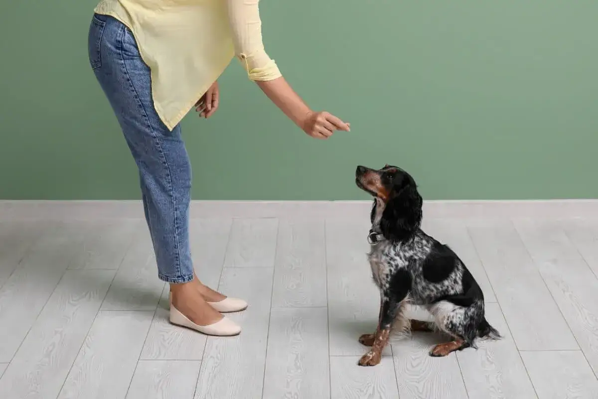 Persona che insegna a un cucciolo a sedersi, un passo fondamentale per imparare come addestrare un cucciolo con pazienza e ricompense.