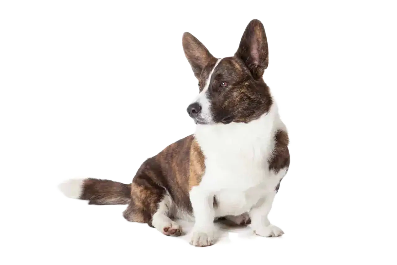 Un adorabile corgi cardigan tigrato, con un manto bianco e marrone, siede con le orecchie dritte e lo sguardo rivolto di lato.