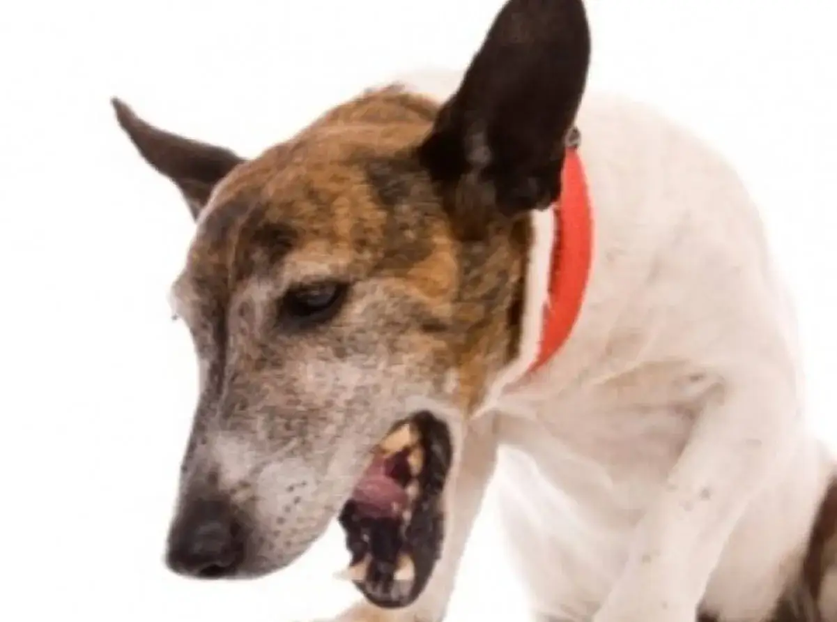Cane con collare rosso che sembra fare uno starnuto inverso, con la bocca aperta e gli occhi socchiusi.