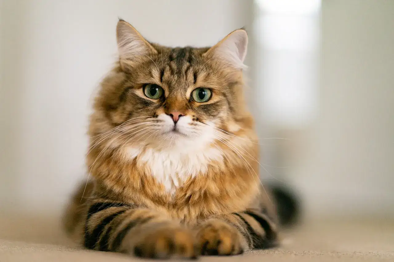 Un magnifico gatto soriano dal pelo lungo, con occhi verdi penetranti, sembra un esempio perfetto di tutte le razze di gatti dalla A alla Z.