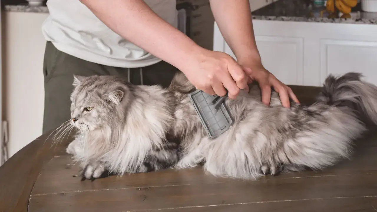 Persona spazzola un gatto a pelo lungo, sciogliendo i nodi del pelo per mantenerlo morbido e lucido.
