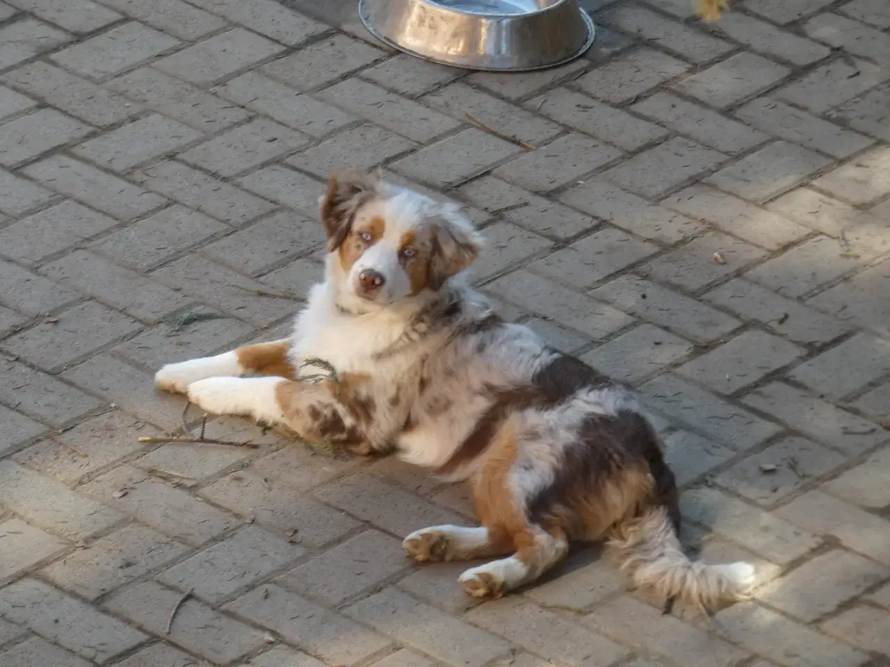Un cucciolo di miniature american shepherd, con occhi azzurri e pelo merle, riposa su un selciato.