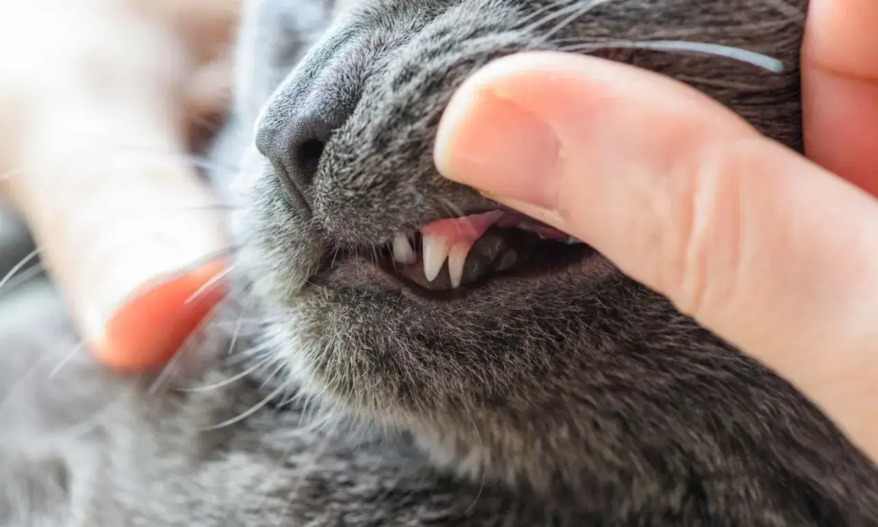 Denti affilati di un gatto grigio, un dettaglio per valutare l'età dei gatti.