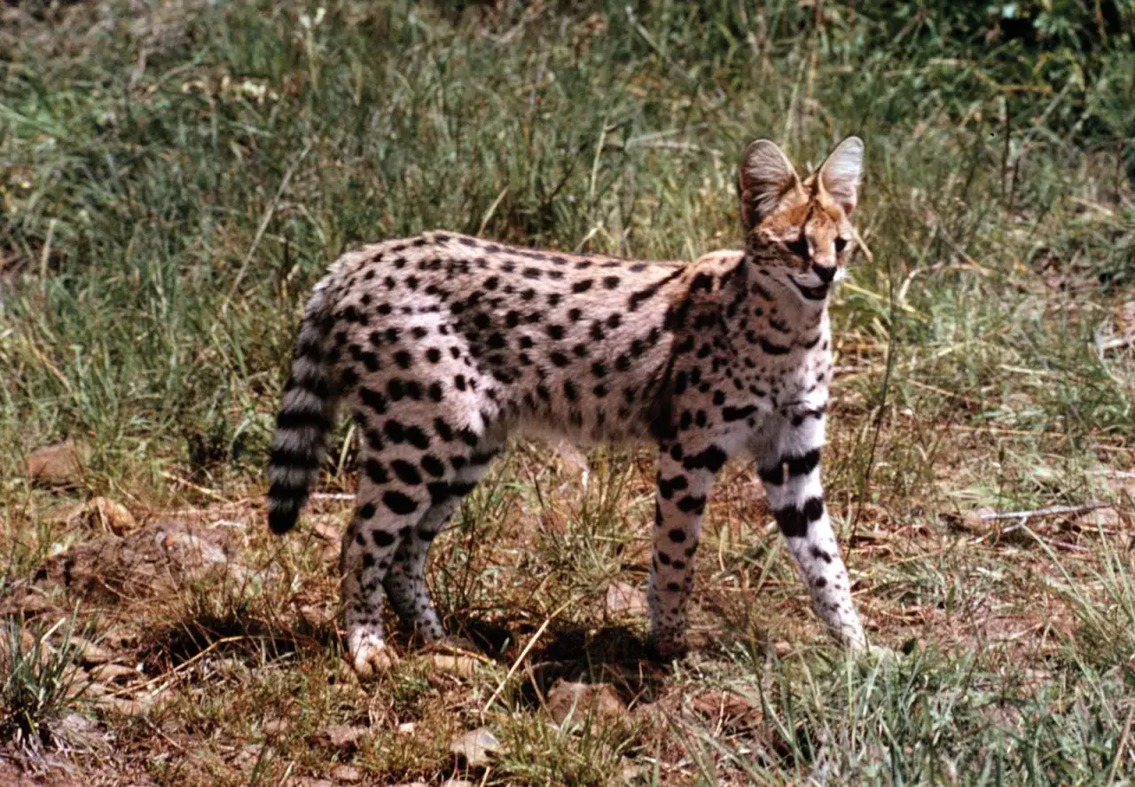 Un magnifico serval gatto, con il suo mantello maculato, si muove con grazia tra l'erba alta, pronto a cacciare.