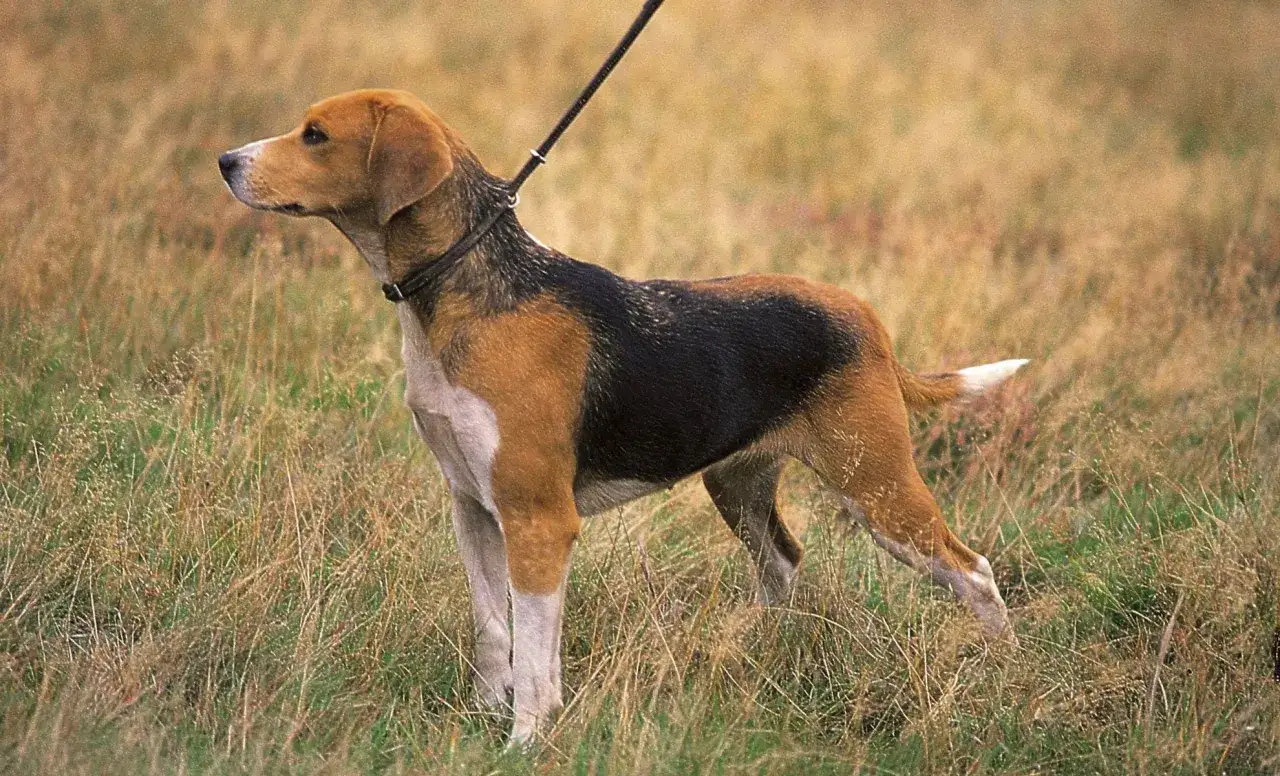 Un beagle harrier dal pelo tricolore, con un collare scuro, in piedi sull'erba secca.