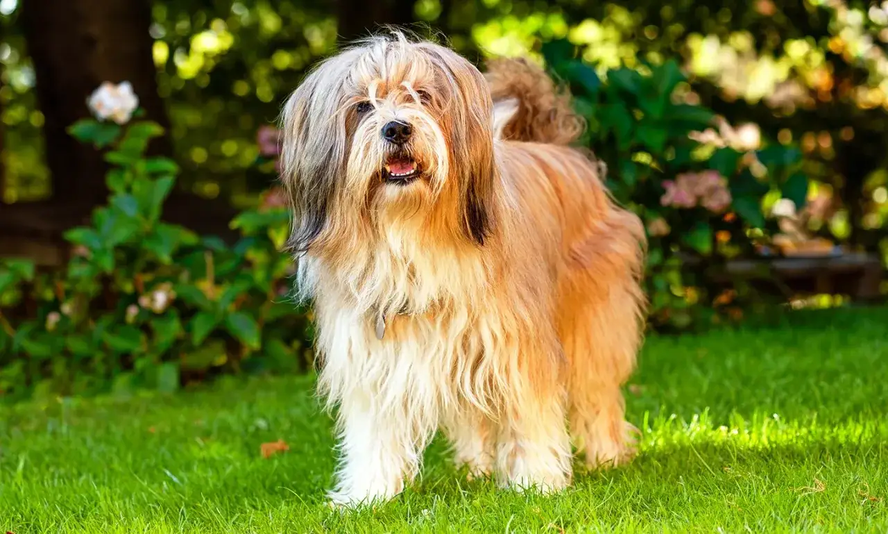 Un adorabile Tibetan Terrier con pelo lungo e folto, in piedi sull'erba verde, con uno sfondo sfocato di piante e fiori.