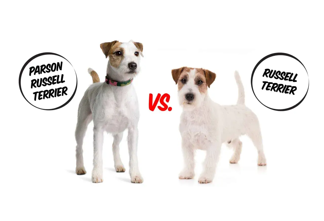 Due jack russel, uno pi&ugrave; alto con collare colorato, l'altro pi&ugrave; piccolo, si fronteggiano su sfondo bianco.