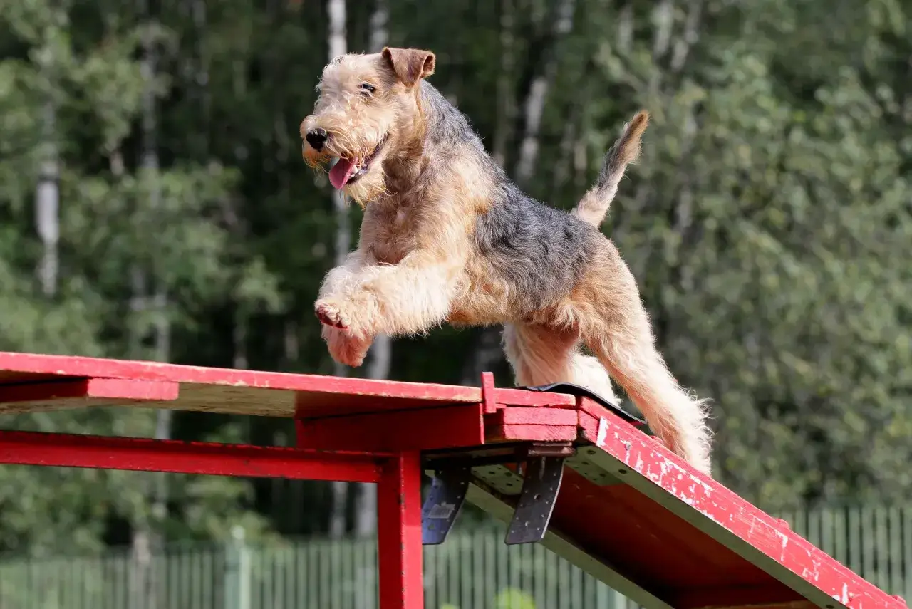 Un energico Lakeland Terrier salta su una passerella rossa in un campo di agility.