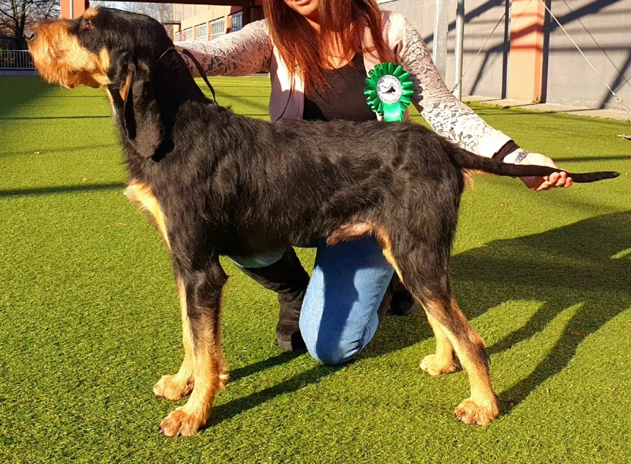 Un magnifico segugio cane nero e focato, con una coccarda verde al petto, posa su un prato sintetico.