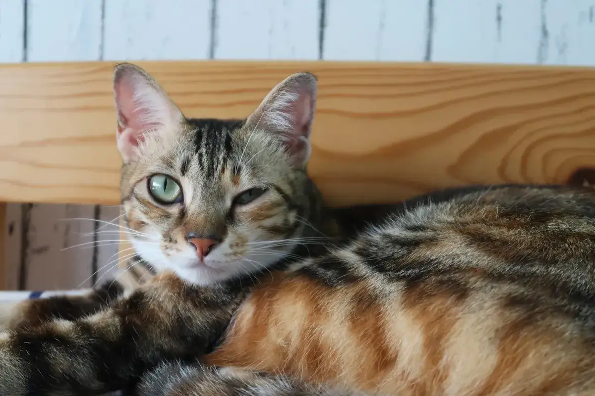 Gatto tigrato con un occhio socchiuso, forse un segnale per capire se il gatto sta male. Il suo sguardo &egrave; intenso e curioso.
