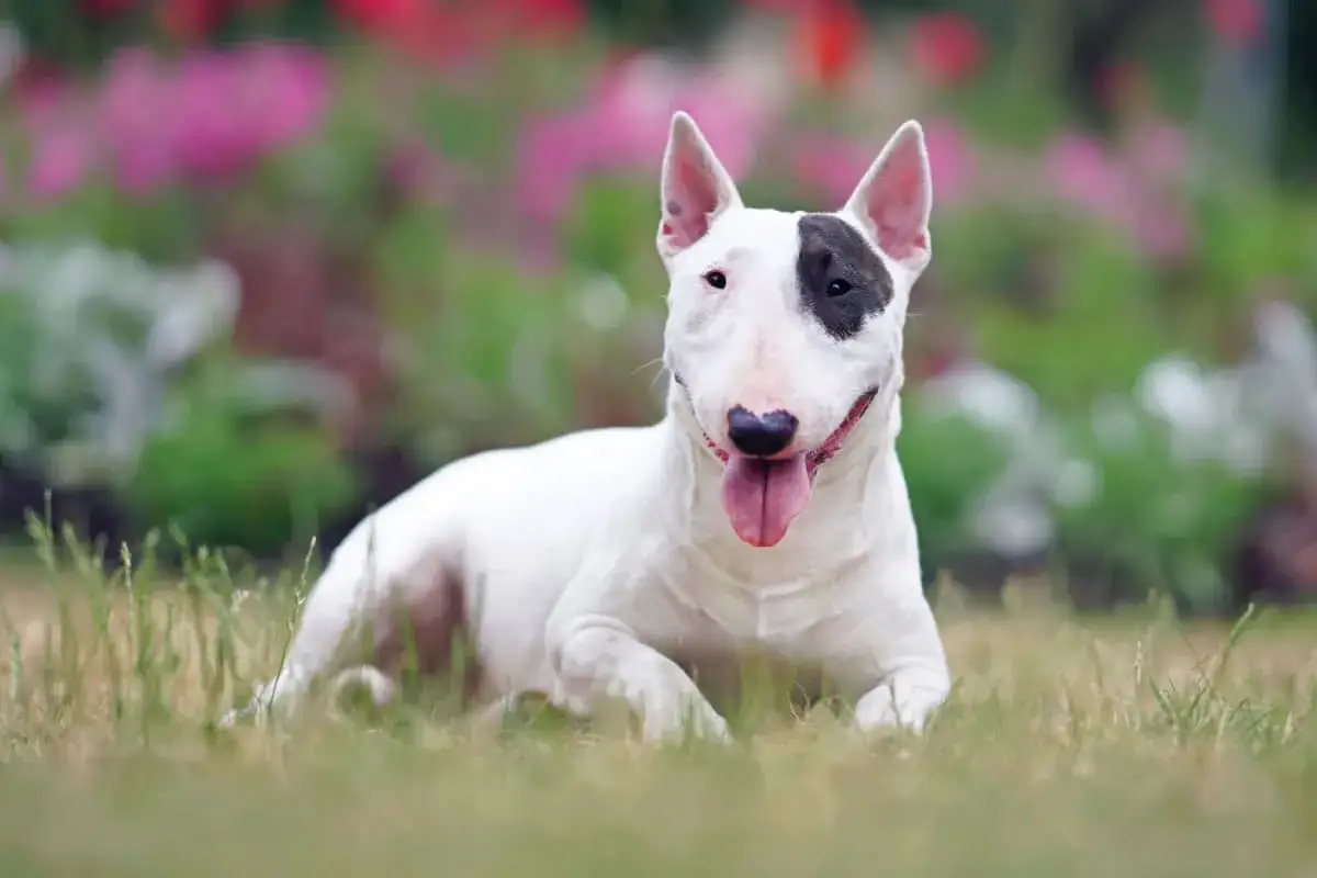Bull terrier bianco con macchia nera sull'occhio, sdraiato sull'erba. Nonostante l'aspetto da cani da guardia, &egrave; un cane affettuoso.