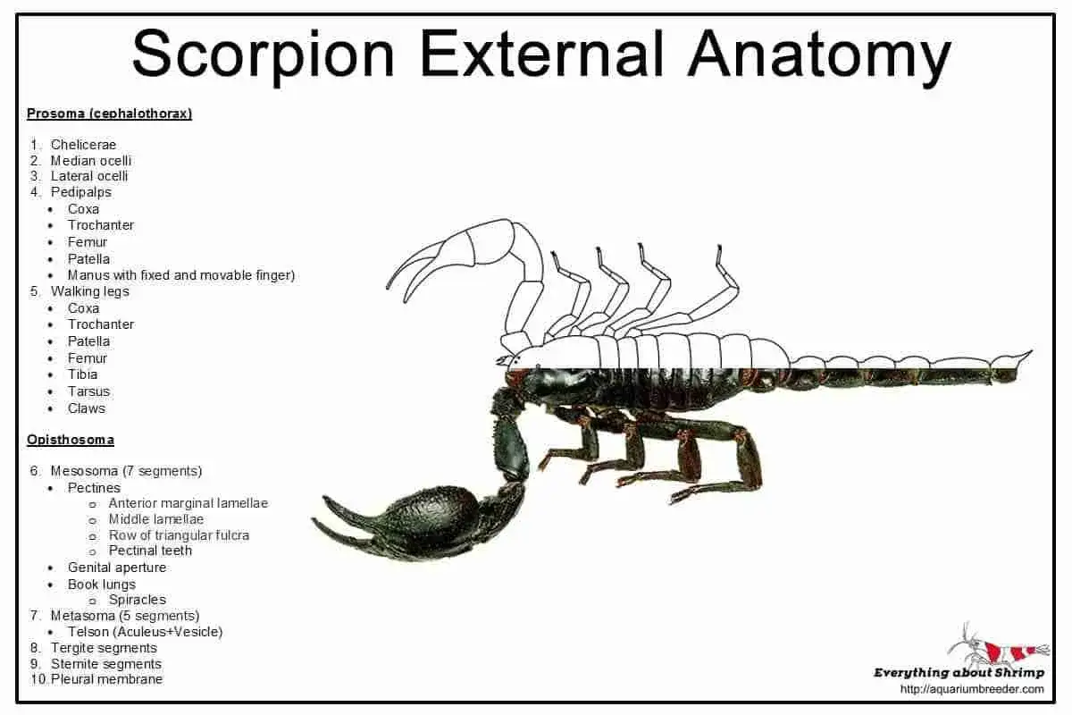 Disegno anatomico di uno scorpione, un aracnide, con parti etichettate come prosoma e opisthosoma.