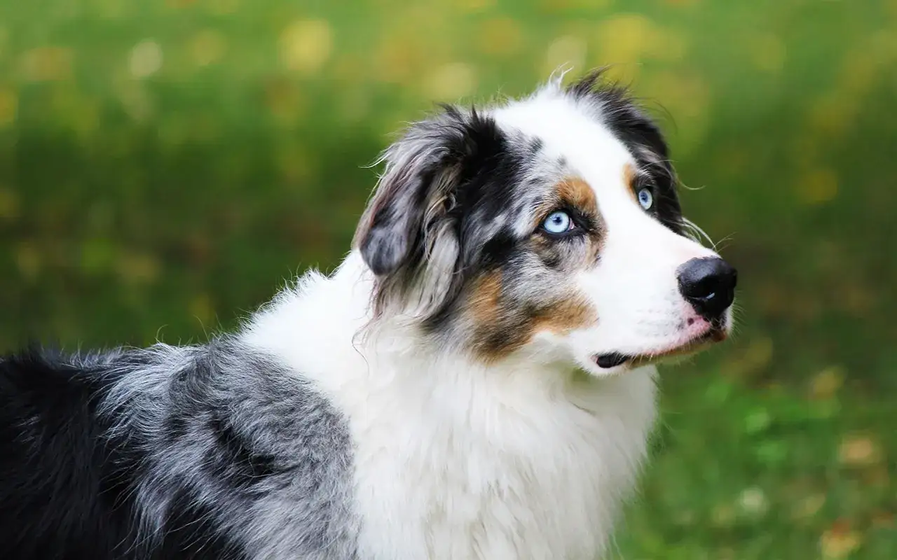 Cane Australian Shepherd con occhi azzurri penetranti e un pelo merle. Ha una coda corta, un vero bob tail, che lo rende unico.