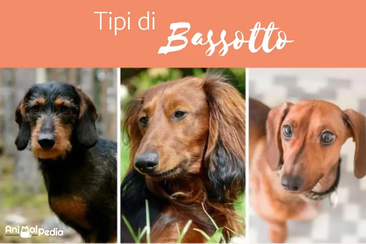 Tre adorabili cani bassotto, uno a pelo ruvido, uno a pelo lungo e uno a pelo corto, mostrano la loro diversit&agrave;.