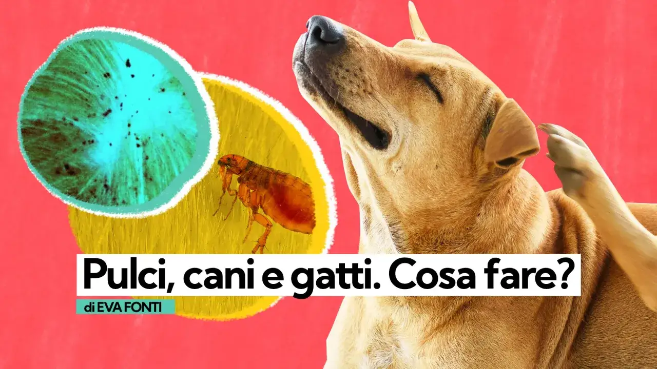 Un cane si gratta mentre una pulce è in primo piano. Scopri rimedi antipulci fai da te per cani e gatti.