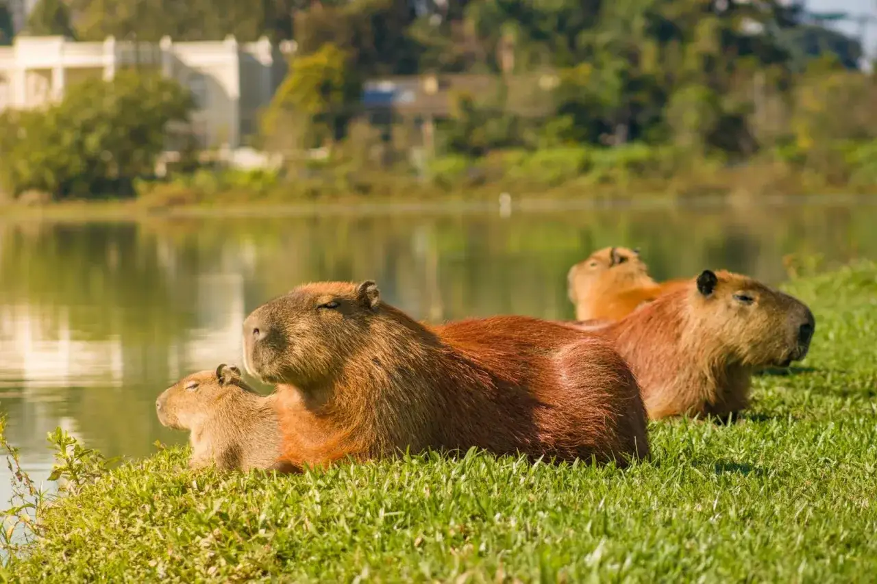 Capibara dove vive: un gruppo di capibara riposa sull'erba vicino a un lago, con edifici e alberi sullo sfondo.