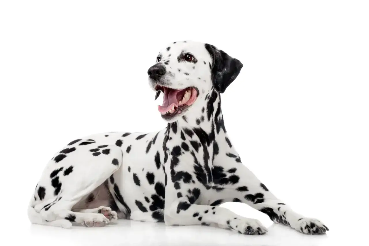 Un dalmata con macchie nere su sfondo bianco, sdraiato e con la bocca aperta, sembra felice. La sua altezza &egrave; perfetta per un cane di razza.