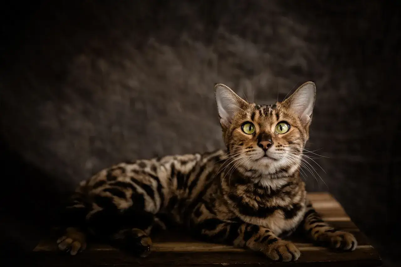 Un magnifico gatto bengala con occhi verdi luminosi, posa su un tavolino di legno. Il suo mantello maculato risalta sullo sfondo scuro.