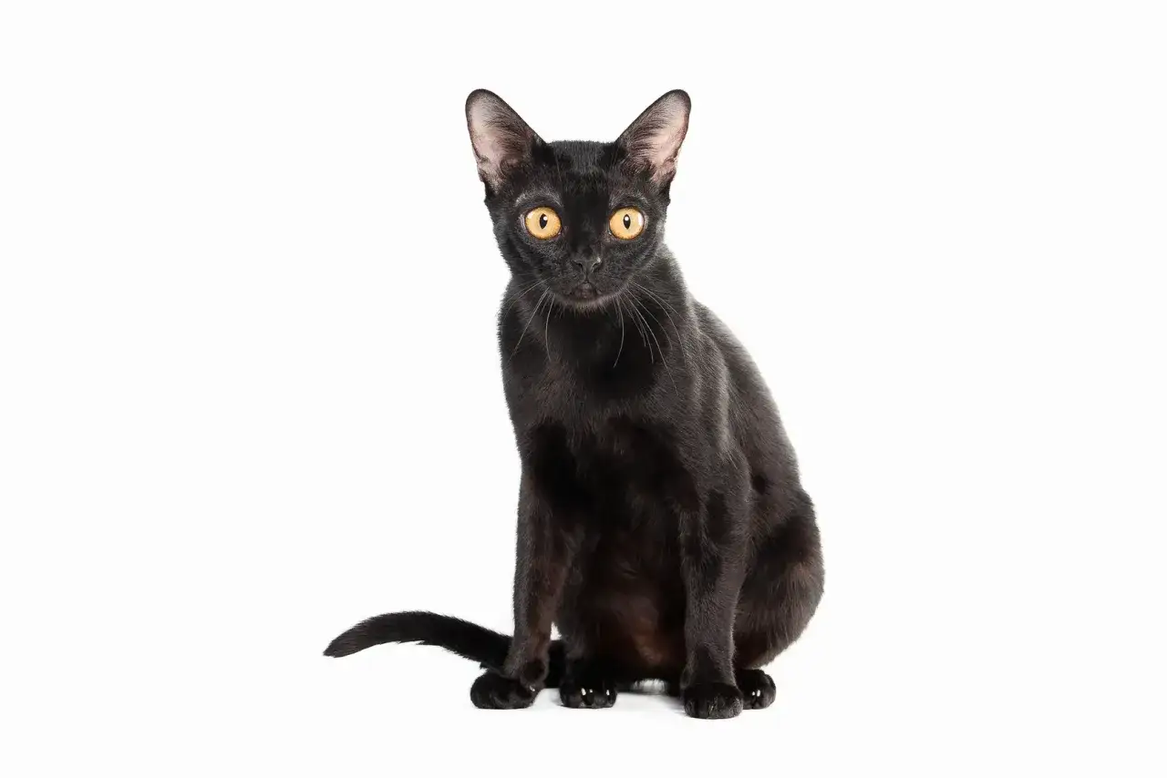 Un elegante Bombay cat nero con occhi dorati, seduto su sfondo bianco, pronto a giocare.