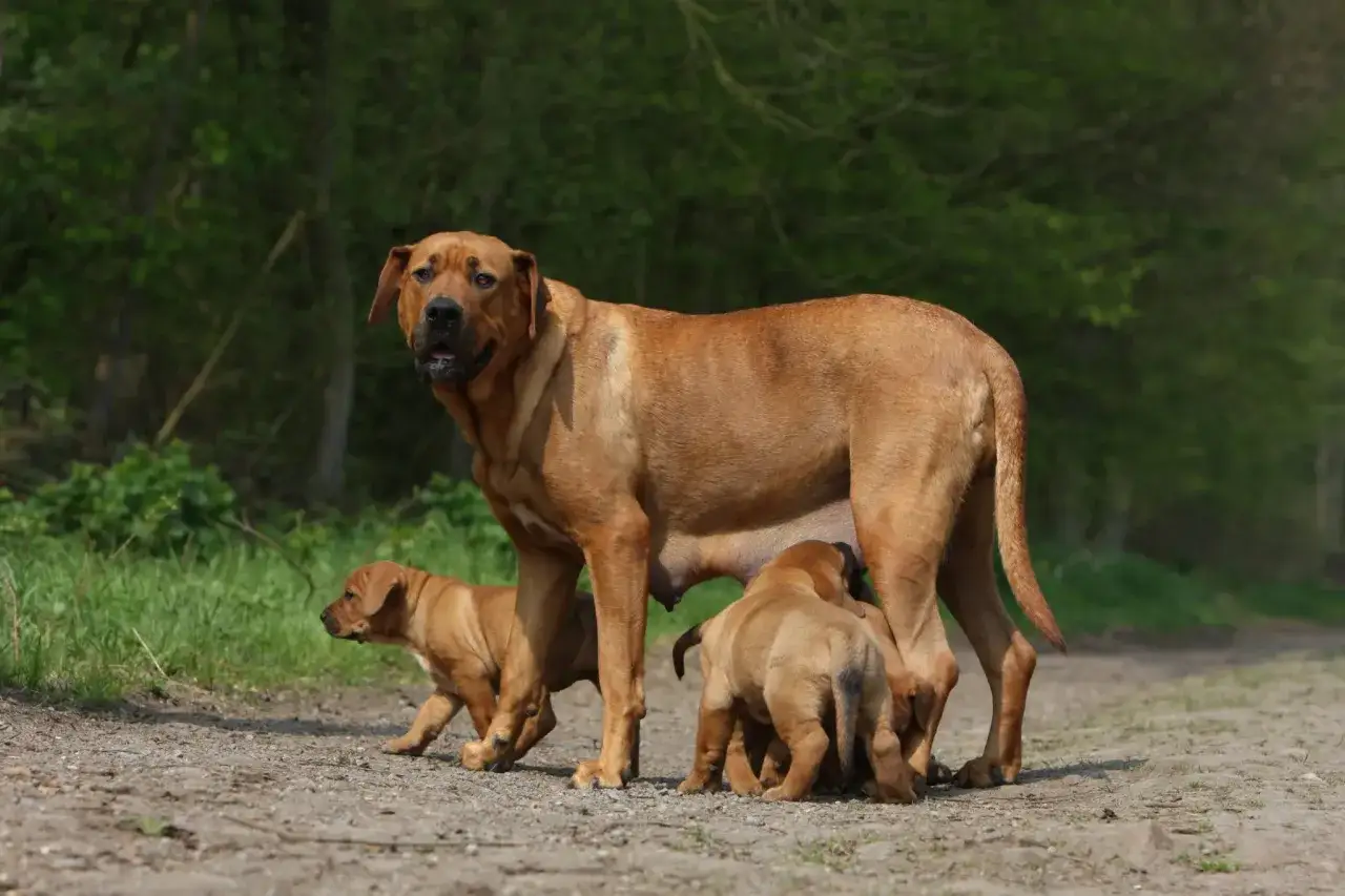 Una tosa inu madre con i suoi cuccioli che si nutrono.
