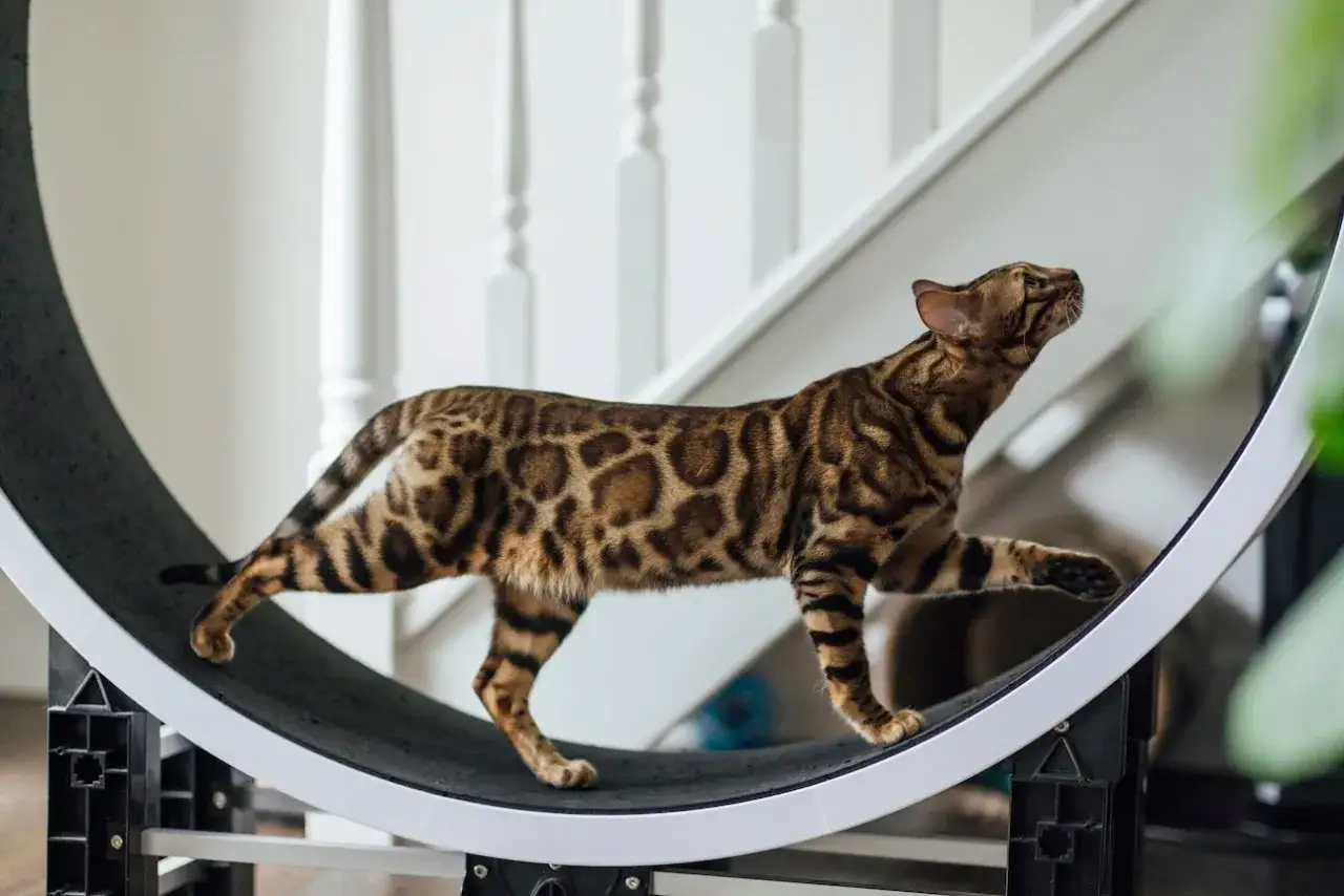 Gatto leopardato razza Bengal in movimento su una ruota da esercizio.