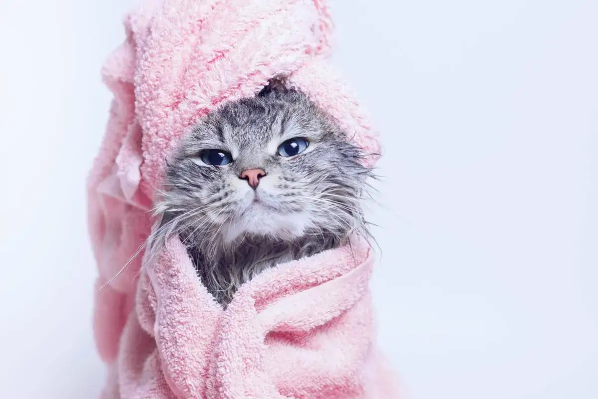 Gatto grigio con occhi blu, avvolto in un asciugamano rosa dopo il lavare il gatto. Sembra un po' infastidito.