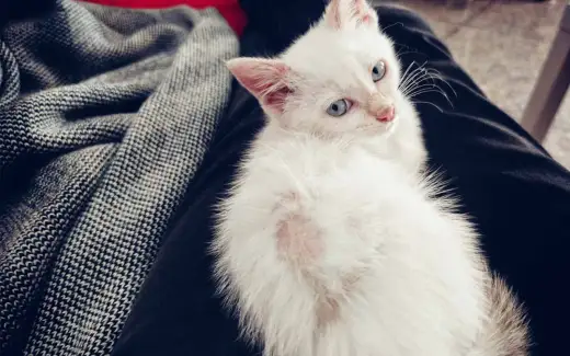 Gatto perde pelo a chiazze - Cause e cosa fare
