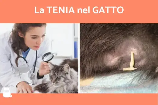 Gatto con i vermi - Segnali, diagnosi e cura efficace