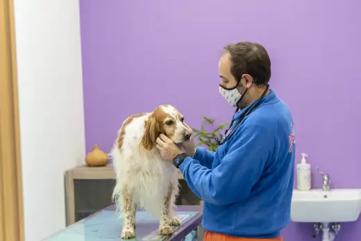 Disturbi neurologici cane - Sintomi, cause e quando agire