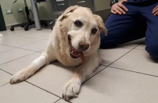 Sindrome vestibolare cane - Guida completa ai sintomi e cure