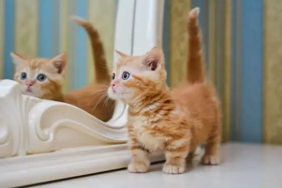 Munchkin - Verità sul gatto dalle zampe corte: è la scelta giusta?