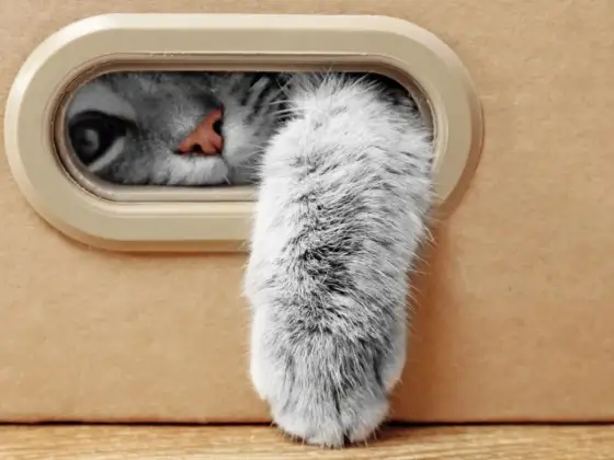 Zampa del gatto - Scopri i segreti per la sua salute