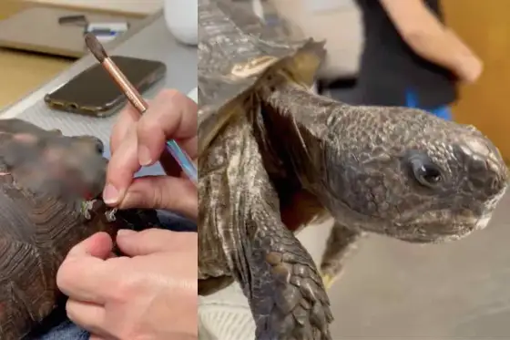 Carapace tartaruga malato? Riconosci i segnali e agisci subito!