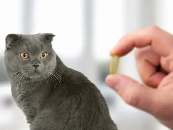 Antidolorifico gatto - Cosa dare, cosa evitare e come agire