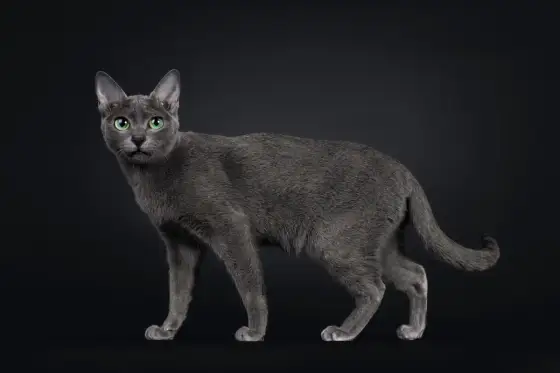 Gatto Korat - Carattere, cura e storia del felino portafortuna