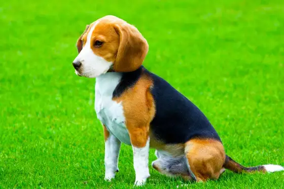 Beagle Harrier - Guida completa: è il cane giusto per te?