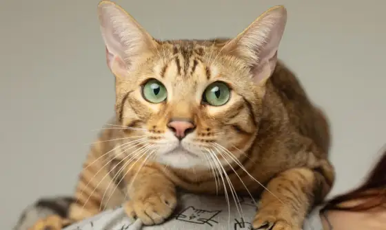 Gatto Serengeti - Guida completa: carattere, cura, salute
