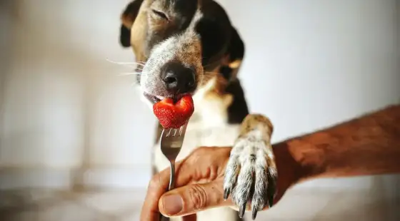 Il cane può mangiare fragole? Porzioni, rischi e preparazione