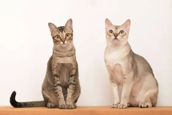 Gatto più piccolo: Singapura, Toybob o Munchkin? La guida