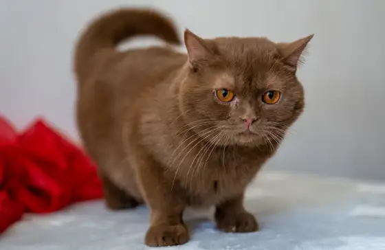 British Shorthair Marrone - Guida Completa al Colore Perfetto